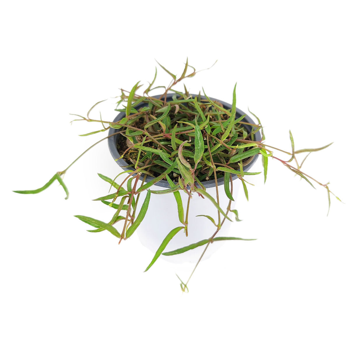 string of needles succulent Rare Ceropegia Linearis String of Needles | Best Houseplant | Houseplant Decor