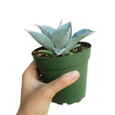 succulent, agave succulent, indoor, outdoor, Succulents shop near me, indoor succulents, Rare succulents, how to grow succulents, monthly succulents, succulent subscription, succulents garden, succulent plant, agave succulent in California, How to grow agave succulent
