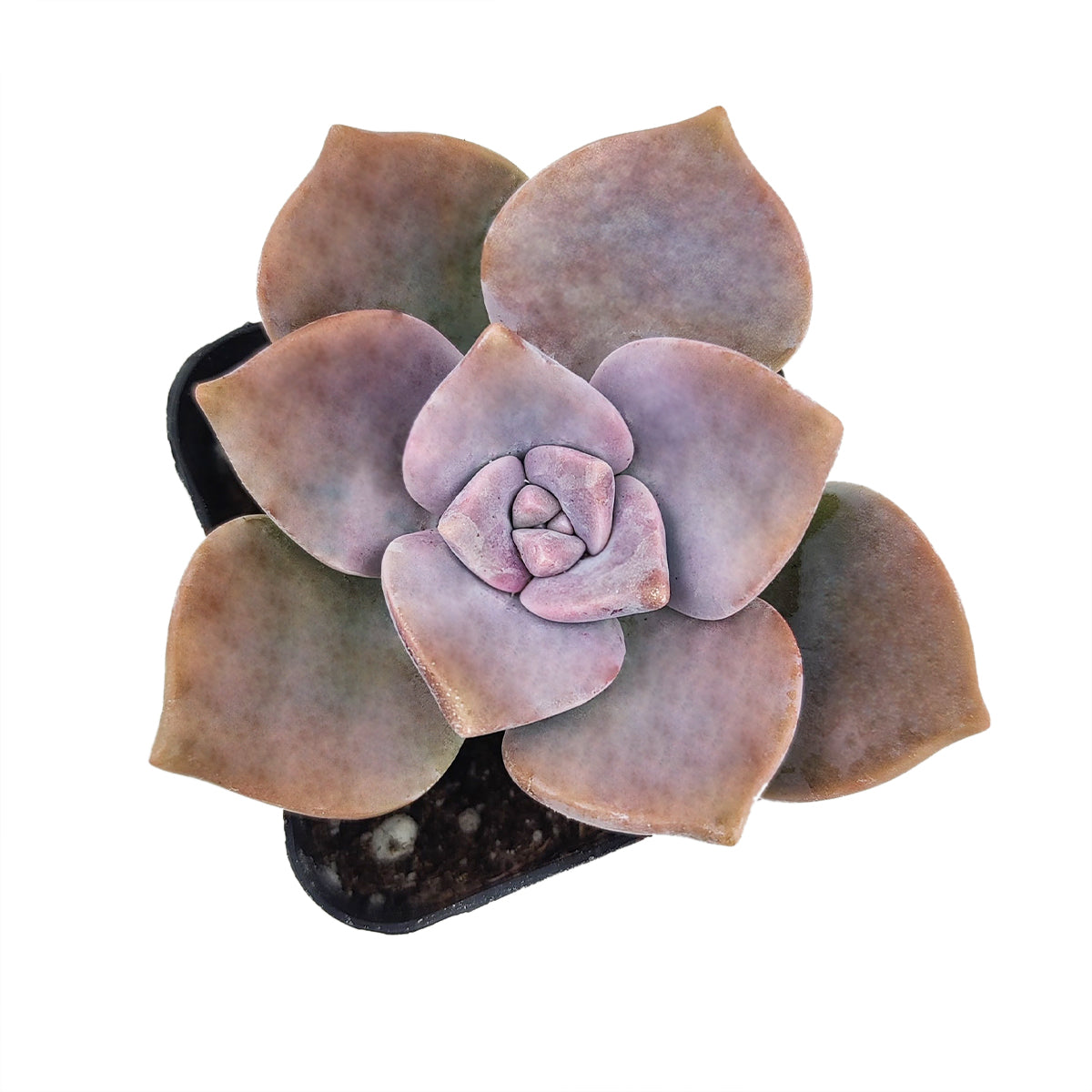 Graptopetalum Snow White 2 inch, Graptopetalum Snow White in 2 inch plastic pot, Graptopetalum Snow White in 2 inch plastic pot for sale