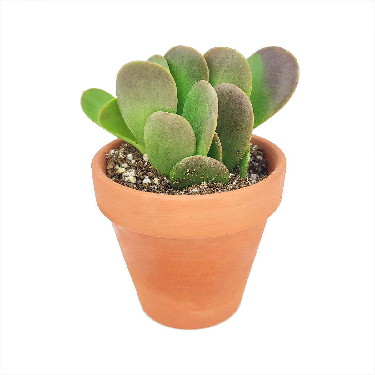 jade plant ground cover Trailing Jade Senecio Jacobsenii