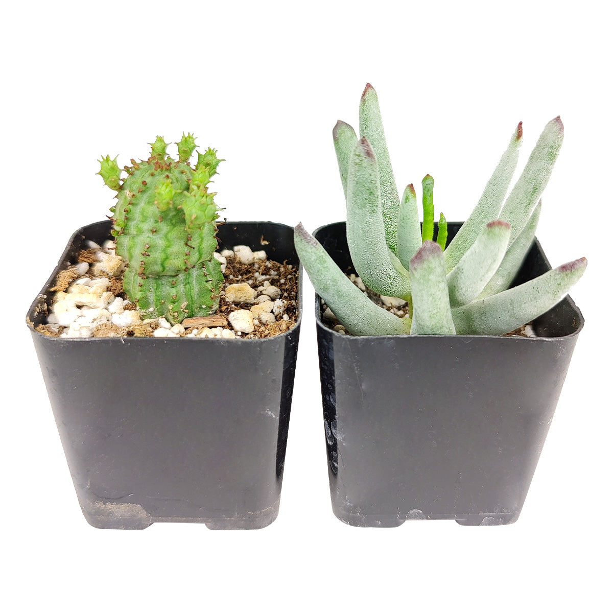 Live Unique Succulent Assorted Pack for sale, A Variety of Healthy Live Unique Succulent Plant, Colorful Unique Succulent Gift Ideas, How to care for Unique Succulent, How to grow Unique Succulent Indoor, Unique Succulent, unique succulent types, succulent unique, buy succulents online, succulent shop, succulent store, unique succulent plant, indoor succulents