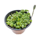 How to care for String of Tears, String of Beads Succulent Plant with Care Guide, How to grow hanging succulent, Growing tips for the String of Tears Succulent