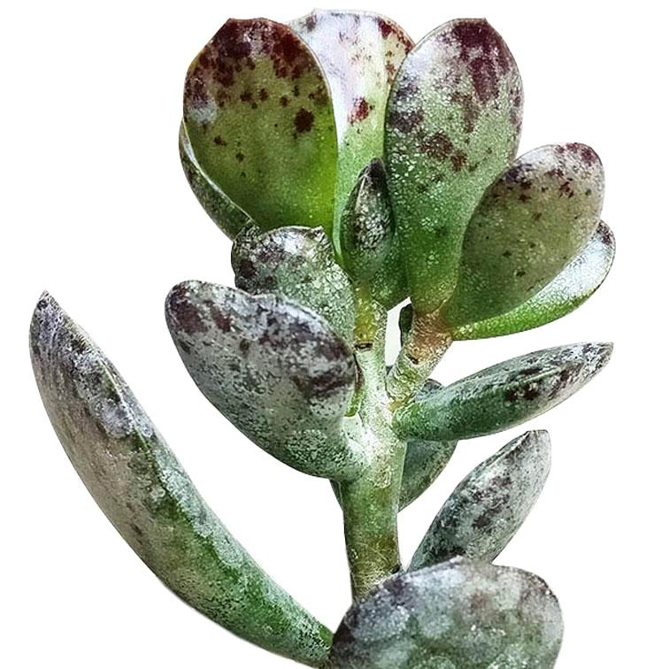 Calico Hearts Succulent for Sale