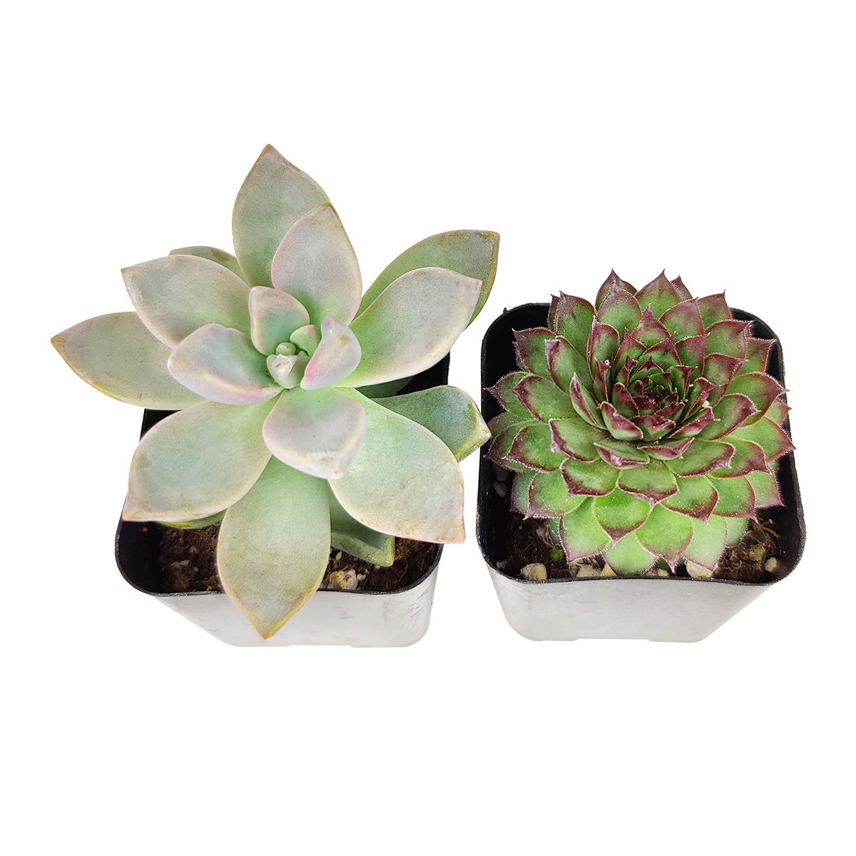 Radiant Rosette Shaped Succulent Pack for Sale Online, Wedding Succulent Favors, Succulent Gift Ideas, How to care for Rosettes Succulent, echeveria, echeveria succulent, Succulent assorted pack perfect for weddings, Buy asorted succulents for wedding favors, Different types of rosette succulents for sale