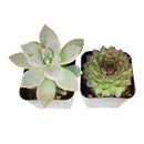 Radiant Rosette Shaped Succulent Pack for Sale Online, Wedding Succulent Favors, Succulent Gift Ideas, How to care for Rosettes Succulent, echeveria, Wedding rosette succulents for sale, Where to buy succulents for your wedding, Types of rosette shaped succulents for wedding