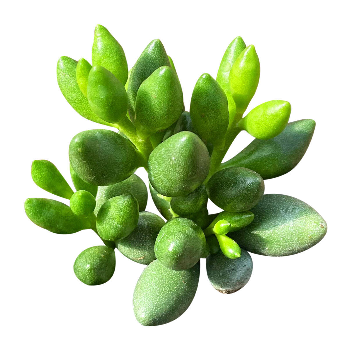 bulbous succulent Adromischus Filicaulis ssp. Marlothii