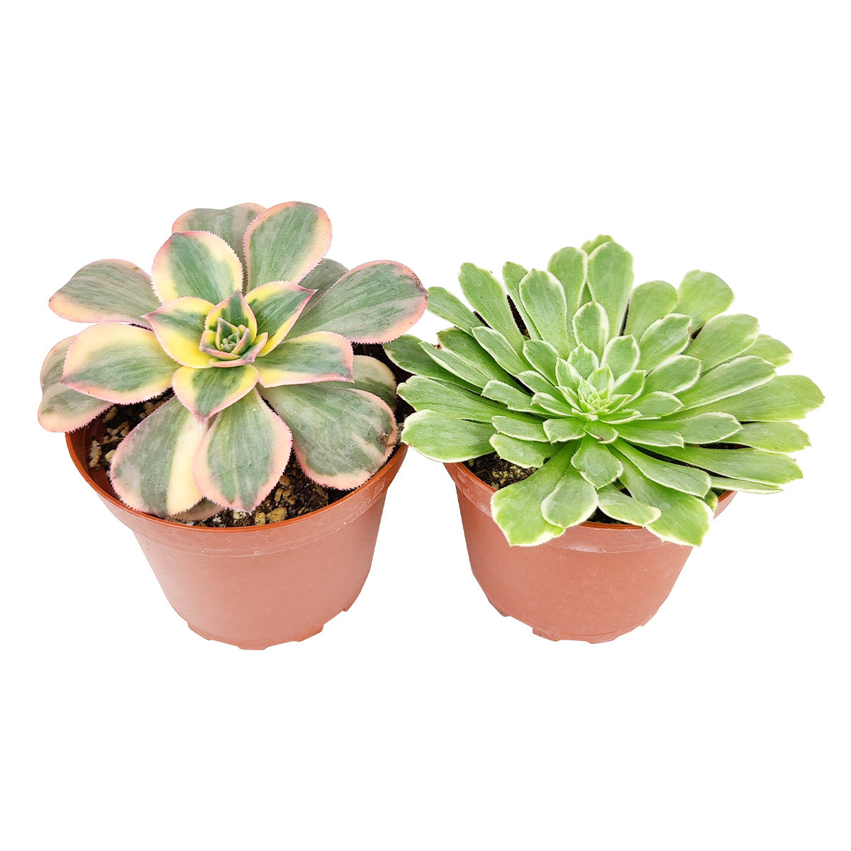 ammonium succulent Best Aeonium Succulent Gift Pack 4" | Aeonium Succulent Types for Wedding