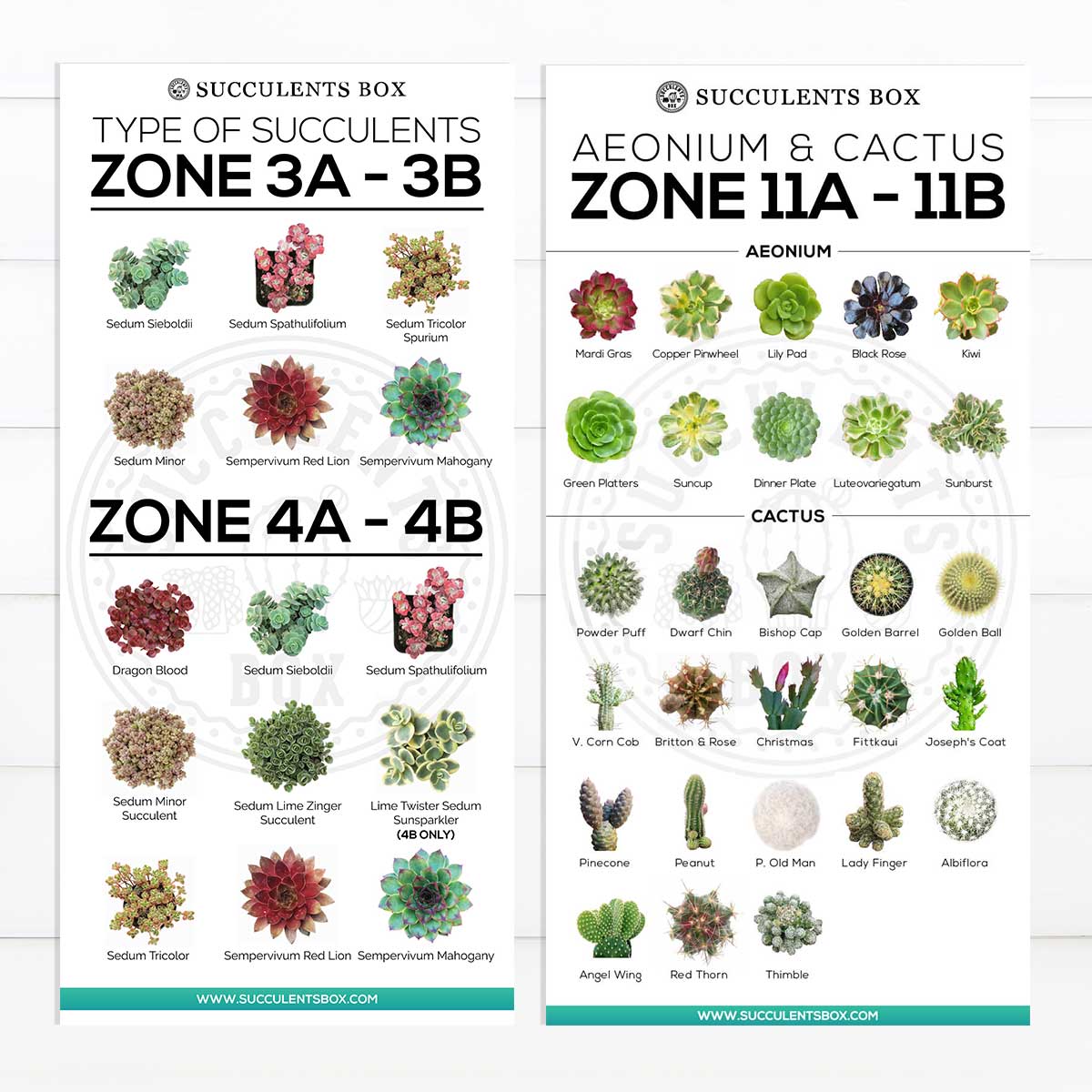 succulent hardiness Printable Arts: Types of Succulent Zones | Choosing Hardy Succulents for Zone