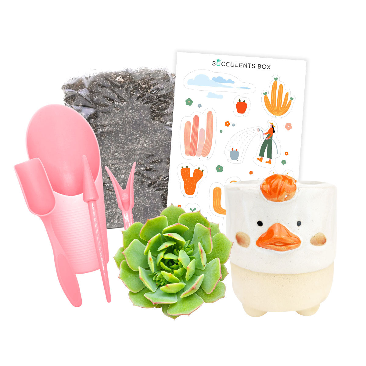 amazon succulent kit Kid-friendly Succulent Kit (tools + 2" plant) | At Home Activities | Perfect for Birthday