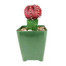 Red Moon Cactus, moon cactus, gymnocalycium mihanovichii, grafted cactus, Unique shaped Cactus Collection, Succulent Gift Decoration, rare succulents for sale, cactus, cactus succulent, succulent cactus, cacti, cactus and succulents, succulents box, succulent shop, buy succulents online