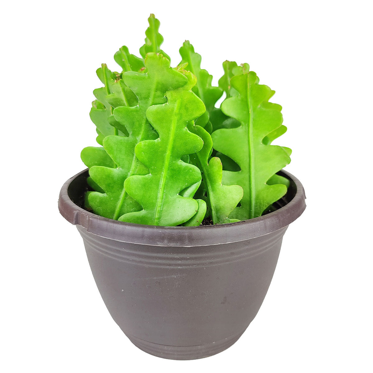 fish bone succulent Rare Fishbone Cactus - Ric Rac Cactus