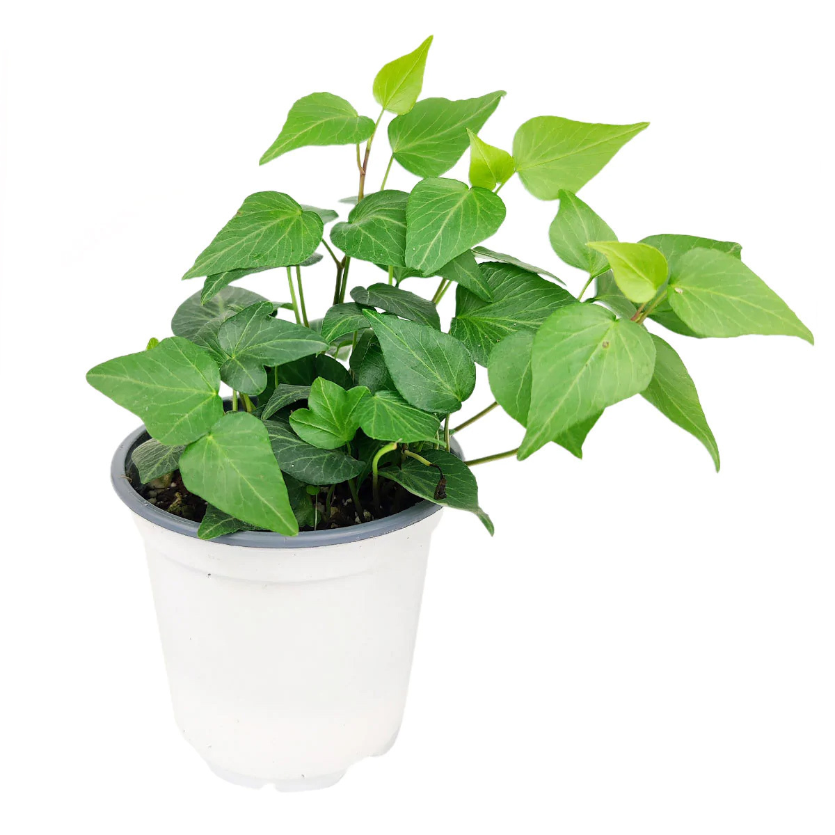 ivy vine, english ivy plant hedera helix for sale, popular indoor houseplant, hanging basket plant, groundcover plants