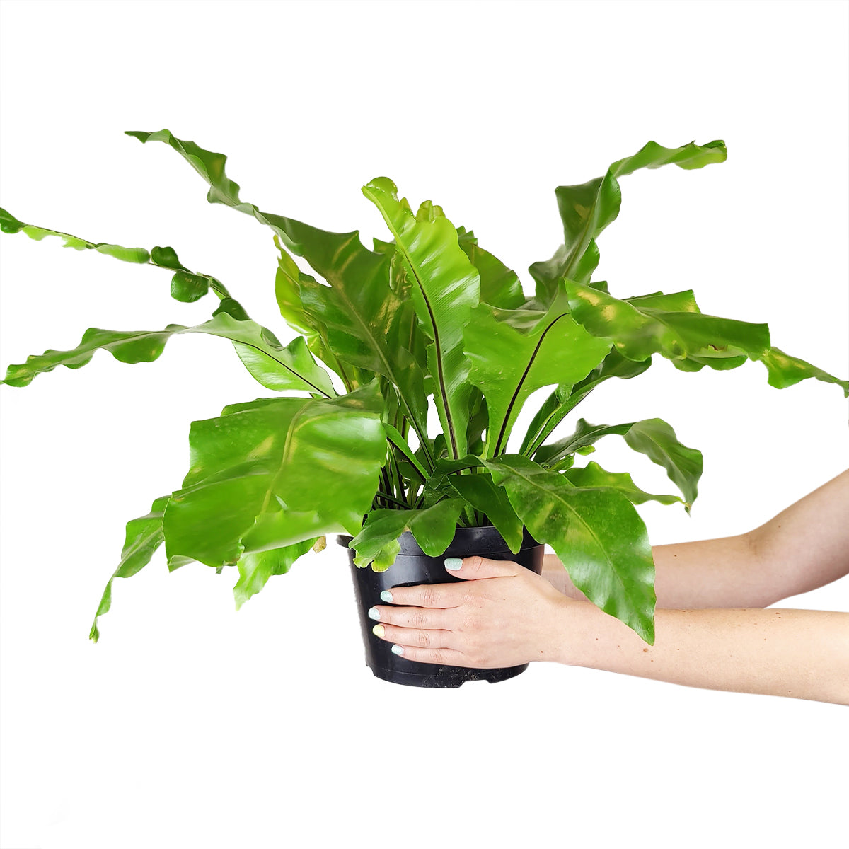 how to care for Birdnest Fern, plants for low light rooms, most popular air-purifying houeplants for home and office