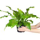 how to care for Birdnest Fern, best air-purifying plant, plants for low light rooms