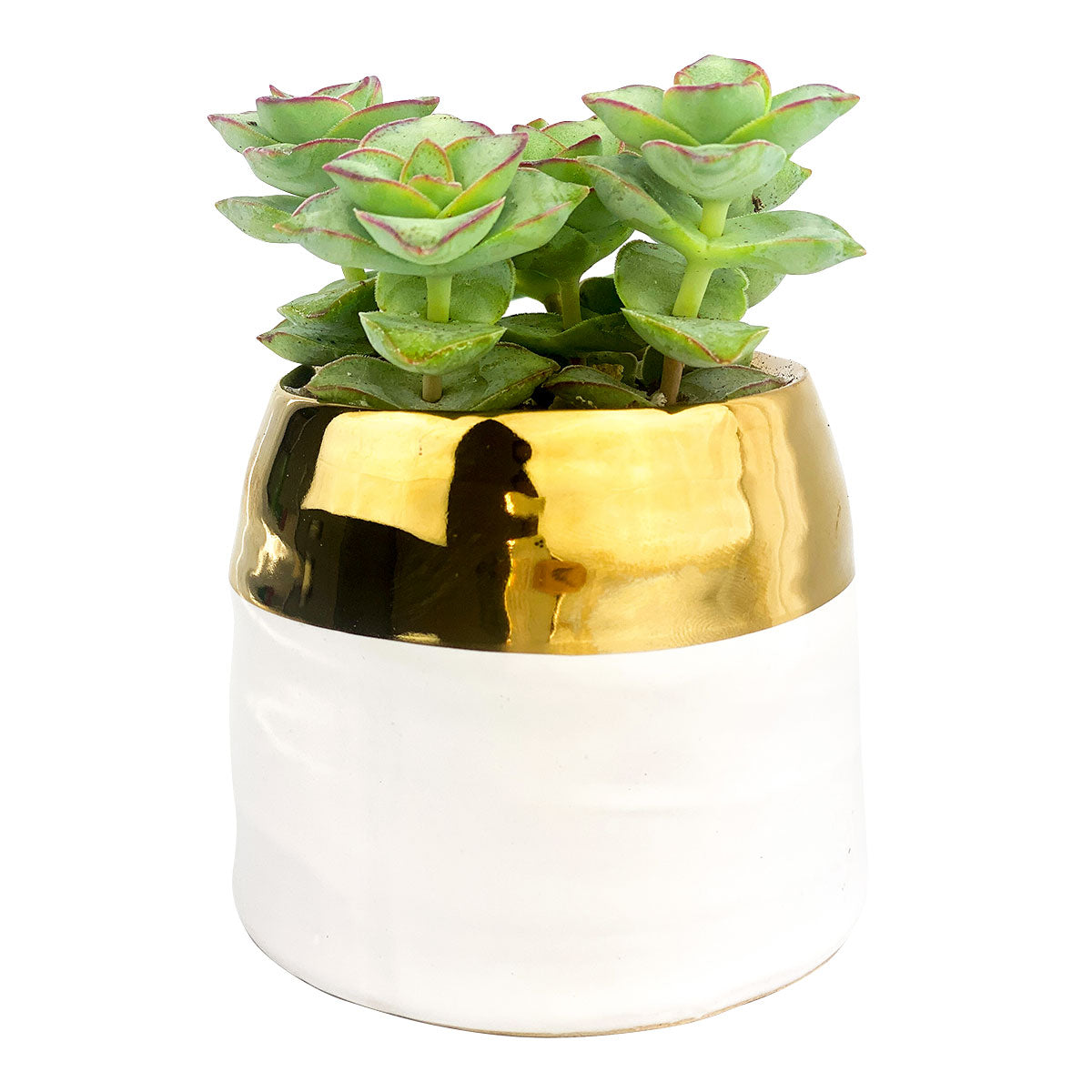 gold potted succulent White Gold Pot | Succulent Pot for sale | Succulent Accessories