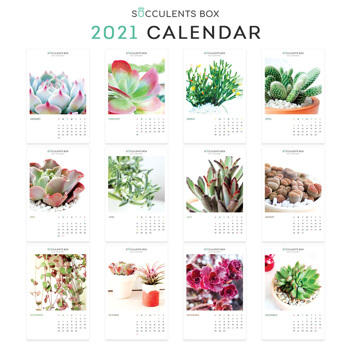 succulent wall calendar 2021 Monthly Succulent Colorful Calendar | Free Printable 2021 Plants Download