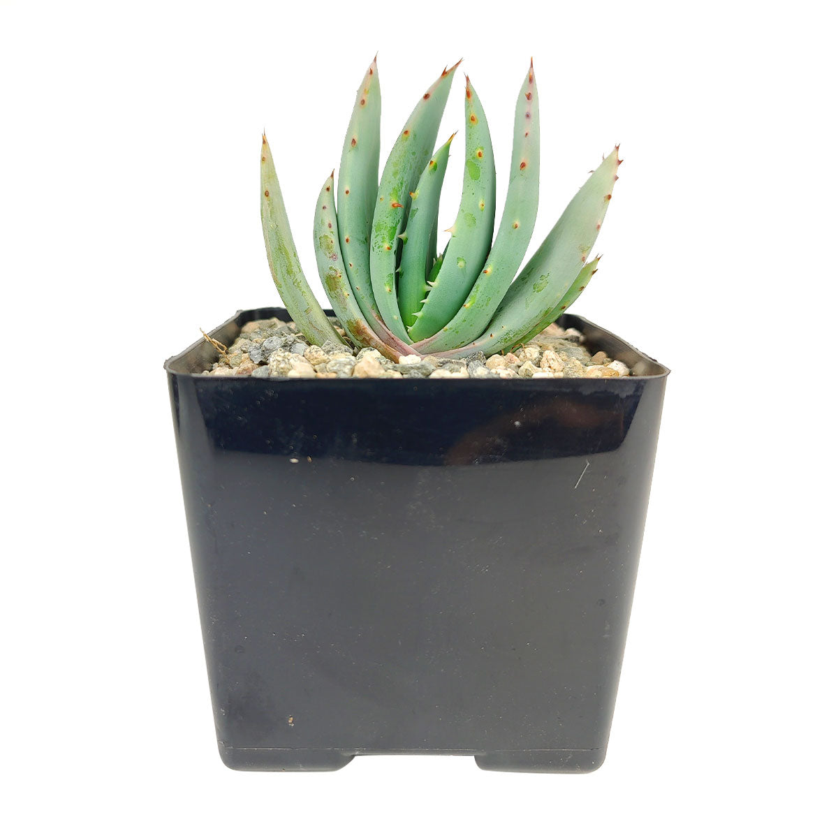 where to sell aloe vera plant Aloe Peglerae | Aloe Plants