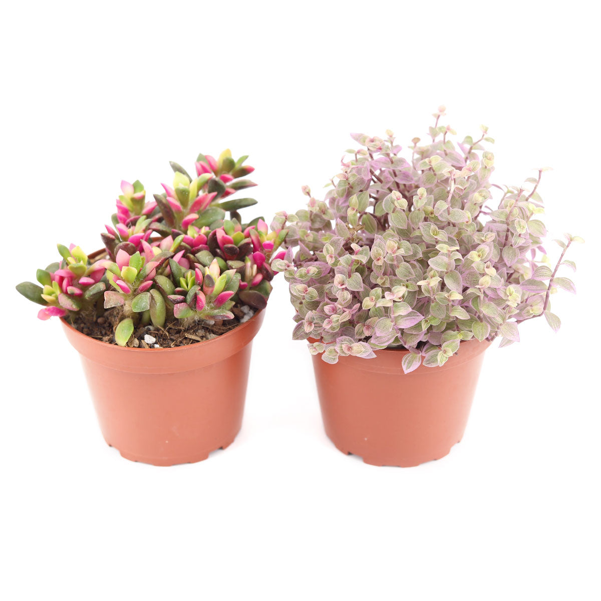 Succulents For Valentine&#39;s Day, Unique DIY Valentine&#39;s Day Gifts For That Special Someone, Best Valentine&#39;s Day Gifts for Plant Lovers in 2024, Where to Buy Succulents for Valentine, Succulent assorted pack perfect for weddings, Buy asorted succulents for wedding favors