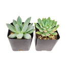 Live Echeveria Assorted Pack for sale,  echeveria, echeveria succulent, echeveria types, indoor succulents, Succulent assorted pack perfect for weddings, Buy asorted succulents for wedding favors, Echeveria rosette succulent for wedding