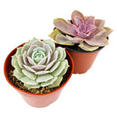 Live Echeveria Assorted Pack for sale, A Variety of Healthy Live Echeveria Succulent Plant, echeveria types, succulent echeveria, buy succulents online, succulent shop, Succulent ideas for your wedding, Succulent assorted pack perfect for weddings, Buy asorted succulents for wedding favors, Best echeveria succulents for wedding arrangements