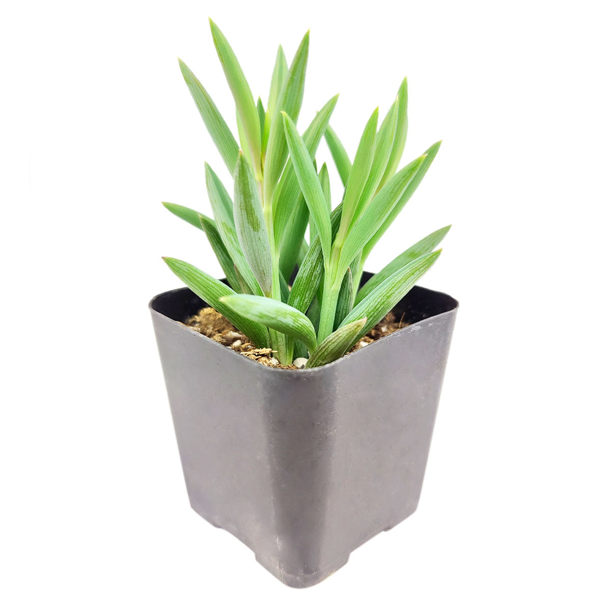 String of Fishhooks, Fishhooks Senecio, String of Fishhooks succulent, String of Fishhooks care, String of Fishhooks grow rate, trailing succulents, String of Fishhooks near me