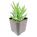 String of Fishhooks, Fishhooks Senecio, String of Fishhooks succulent, String of Fishhooks care, String of Fishhooks grow rate, trailing succulents, String of Fishhooks near me