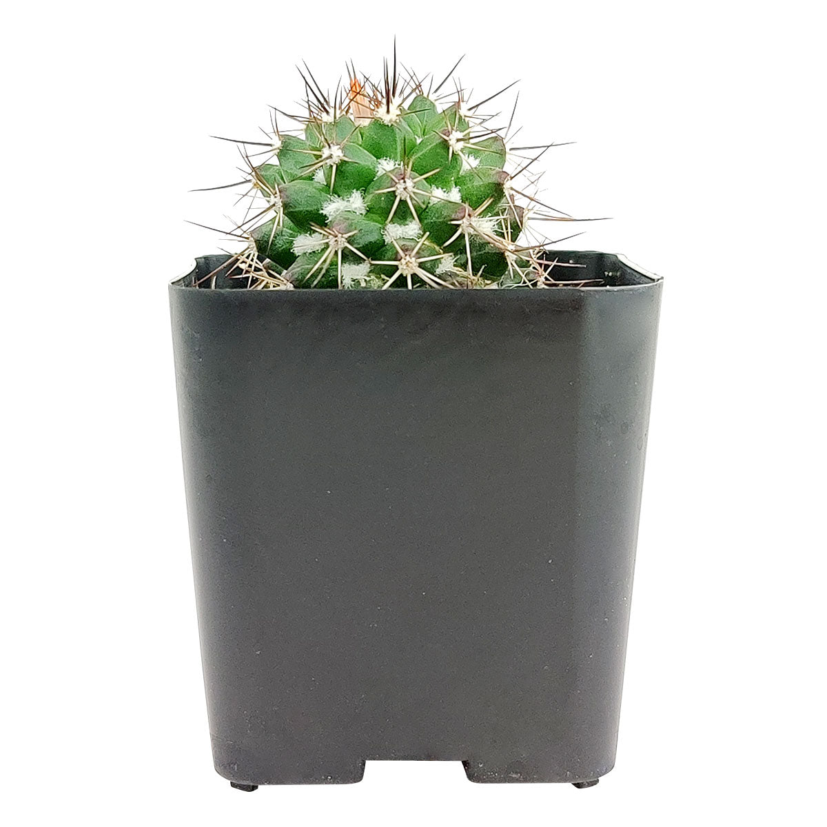 Echinocereus Pulchellus var Acanthosetus Cactus for sale, Rare Cactus, Rare Succulent, Unusual Cactus,, Cactus Gift Ideas, Cactus Decor Ideas, cactus, cactus succulent, succulent cactus, cacti, cactus and succulents, succulents box, succulent shop, buy succulents online