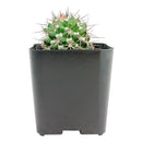 Echinocereus Pulchellus var Acanthosetus Cactus for sale, Rare Cactus, Rare Succulent, Unusual Cactus,, Cactus Gift Ideas, Cactus Decor Ideas, cactus, cactus succulent, succulent cactus, cacti, cactus and succulents, succulents box, succulent shop, buy succulents online