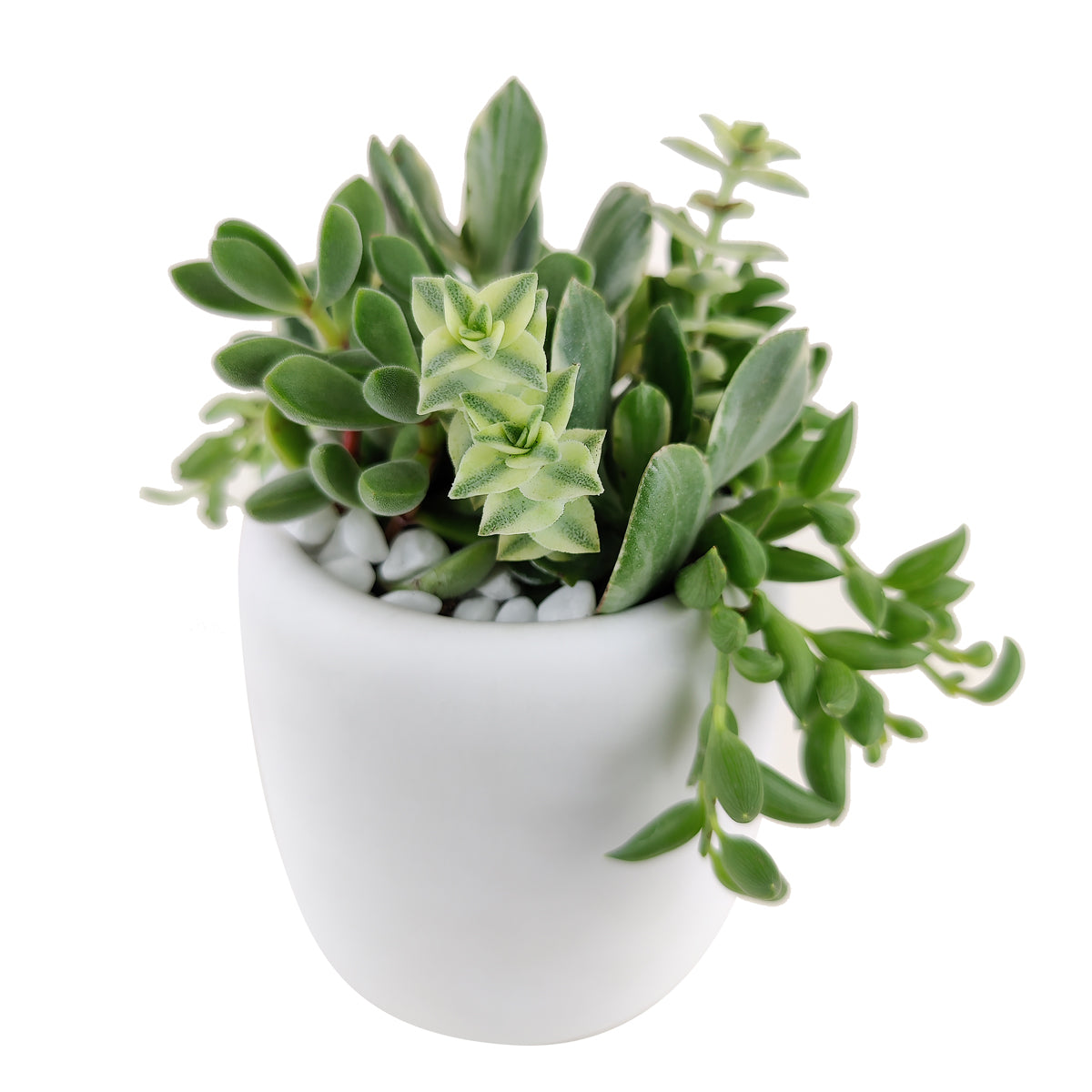 live succulent arrangement, succulent garden gifts, colorful succulent arrangement, succulent gifts online,  succulent flower arrangement delivery, teacher appreciation gifts succulent, succulent flower arrangement, unique diy memorial gifts, Plant Gifts for Men, Happy Father&#39;s Day Gift, Succulent Gift for Men, Thank You Gift Dad, Appreciation Gift for Dad