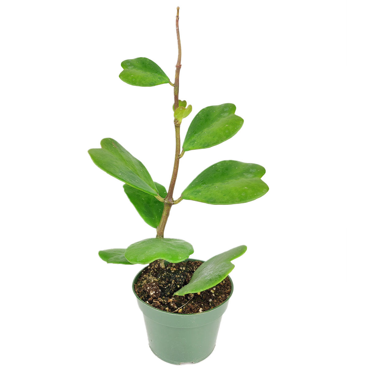 trailing succulent with heart shaped leaves Trailing Hoya Kerrii Heart (At least 3+ leaves) - Heart-shaped Leaves