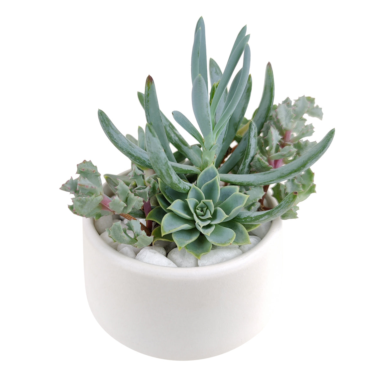 succulent plant arrangement ideas, unique diy gifts, valentines succulent arrangement, small succulent arrangement ideas, holiday succulent gifts, succulent themed gifts, succulent pot arrangement, teacher appreciation gifts succulent, succulent flower arrangement, unique diy memorial gifts, Plant Gifts for Men, Happy Father's Day Gift, Succulent Gift for Men, Thank You Gift Dad