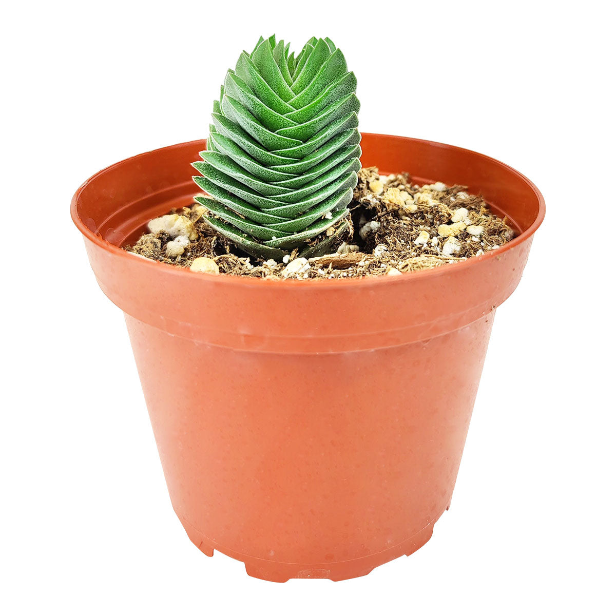 crassula buddha's temple succulent plant Crassula pyramidalis 'Buddha's Temple'