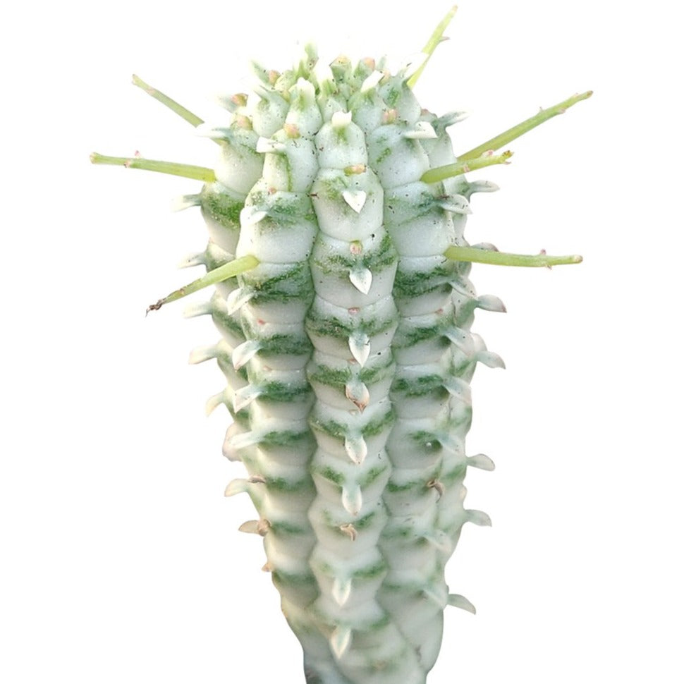 succulent corn Euphorbia Mamillaris Variegated (Corn Cob Cactus)