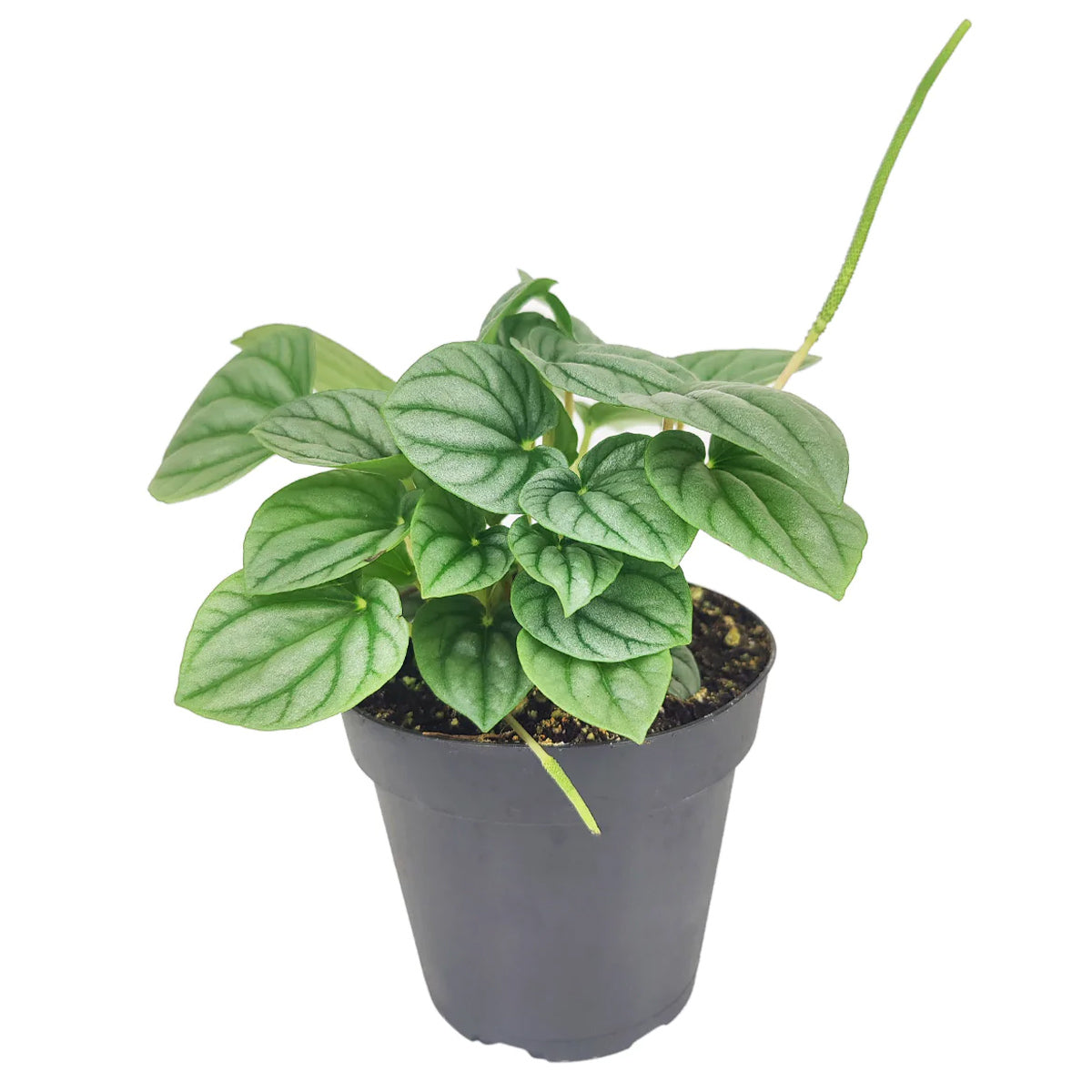 Peperomia caperata Frost, stunning unique foliage houseplant, silver green foliage plant, compact plant for small spaces and table tops, easy care medium to bright light houseplant
