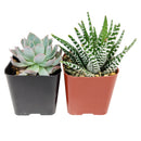 Best Succulents Pack for Beginners, Real Live Potted Succulents, Succulent Plants for beginners, Succulents Pack for sale, Assorted succulents for sale