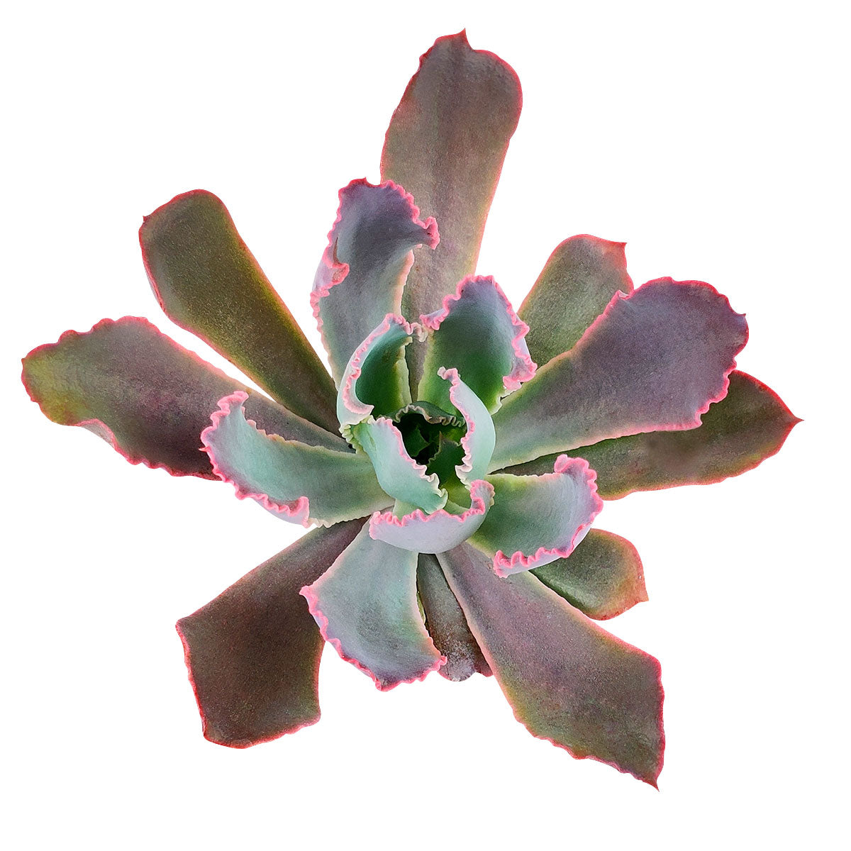 neon succulents Echeveria Purple Dance - Colorful Succulents In CA For Sale
