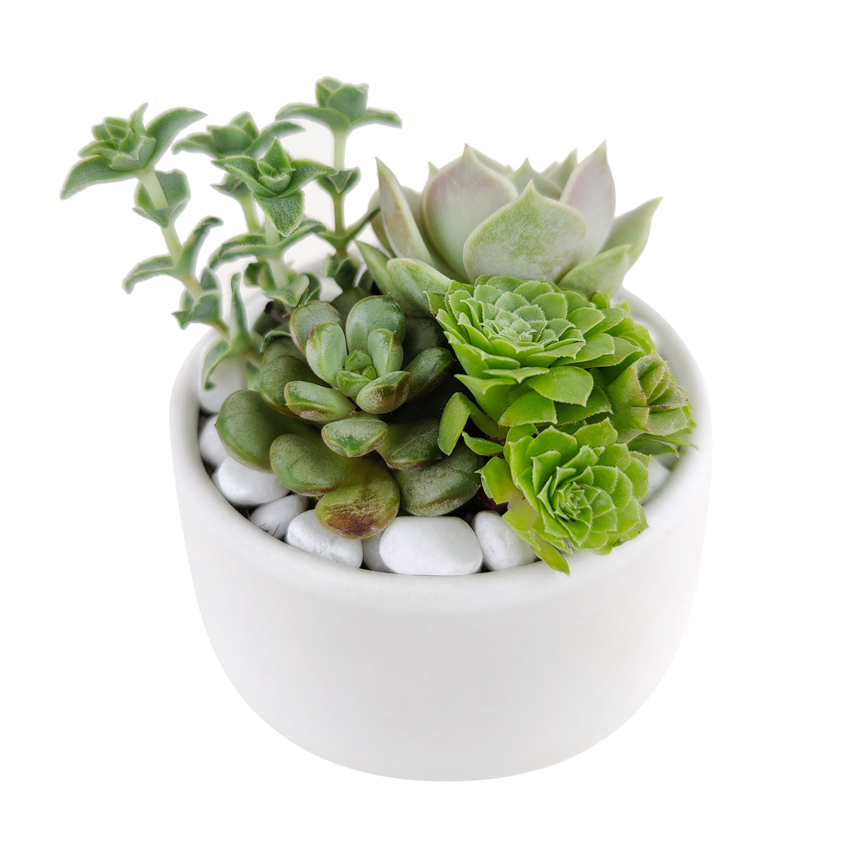 small succulent delivery DIY Green 2" Succulent Arrangement Small Pot