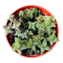 How to grow Crassula pagoda village, crassula, crassula plant, crassula succulent, crassula types, crassula varieties, types of crassula, crassula species, crassulas, succulent crassula