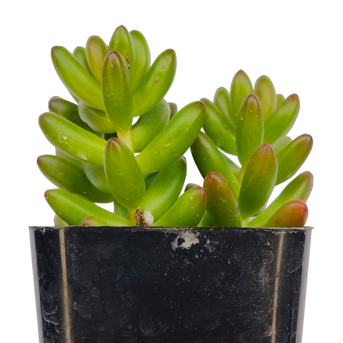 pink jelly bean sedum, pink jelly bean succulent, cactus, Rare succulents, Succulents shop near me, how to grow succulents, succulent care guide, Succulents, succulents shop in California, succulents store in CA, pink jelly bean sedum in California, How to grow pink jelly bean sedum