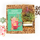 Air plant Christmas Gift Box for Sale, Air plant Holiday Gift Box, Air plant Gift Ideas 2021, Air plant Gift Box for Christmas, Air Plant Gift Box, Plant in a Box Gift, Air Plant Gift Ideas, Christmas Succulents, Christmas Succulent Plants, Succulents for Christmas Ideas in 2021, Succulent Christmas Decorations, Succulent Christmas Gift Ideas, Christmas Gift Ideas for Succulent Lovers, Holiday Succulent Planter, Holiday Decorating with Succulents