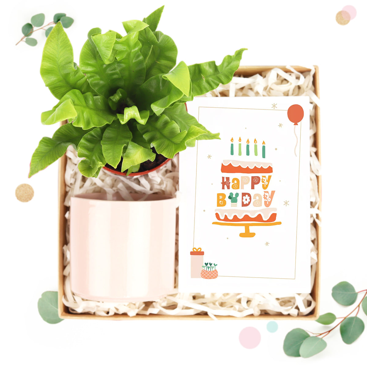 house plant birthday gift House Plant Gift Delivery - Unique Present for Many Occasions