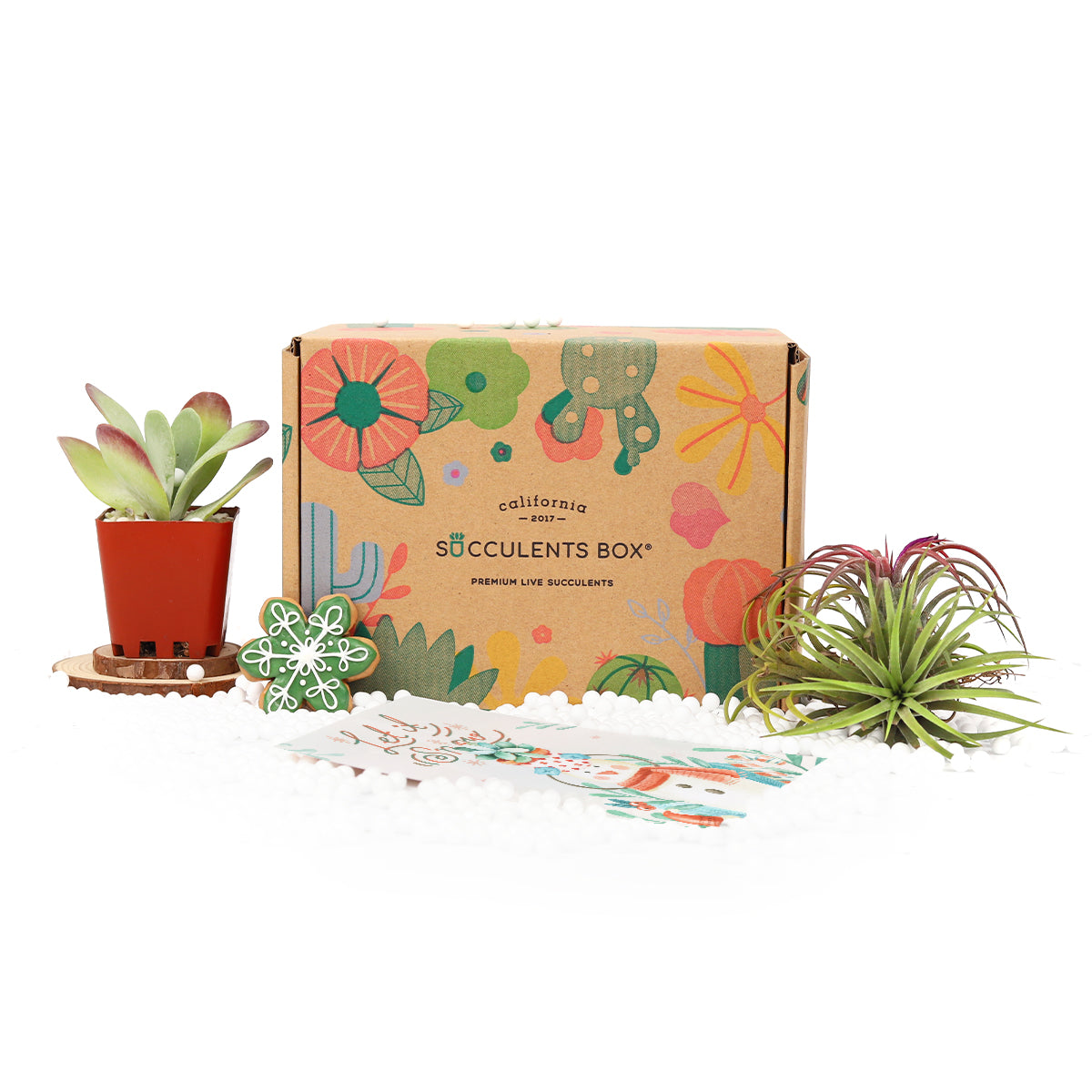 succulents usa Unique Succulents and Air Plants in Cute Box Delivered Monthly by Succulents Box