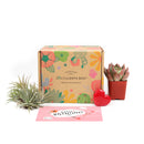 Succulent subscription box delivered monthly, Succulent subscription gift for sale, airplants subscription box monthly