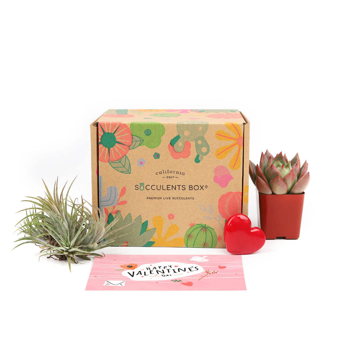 best succulent subscription box 1 Airplant 1 Succulent/ Month