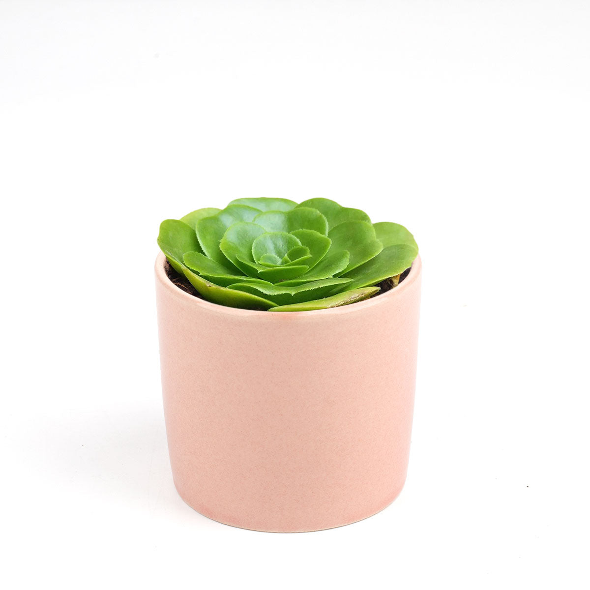 Green Platters, succulents store in CA, succulents garden, succulent care tips, cactus, succulents shop in California, succulent subscription, how to grow succulents, succulent plant, Green Platters in California, How to grow Green Platters