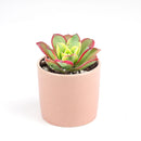 aoenium, aeonium arboreum, succulent plant, Succulents shop near me, succulent care guide, succulent care tips, succulent subscription, succulents garden, succulents store in CA, succulent care, aeonium arboreum in California, How to grow aeonium arboreum