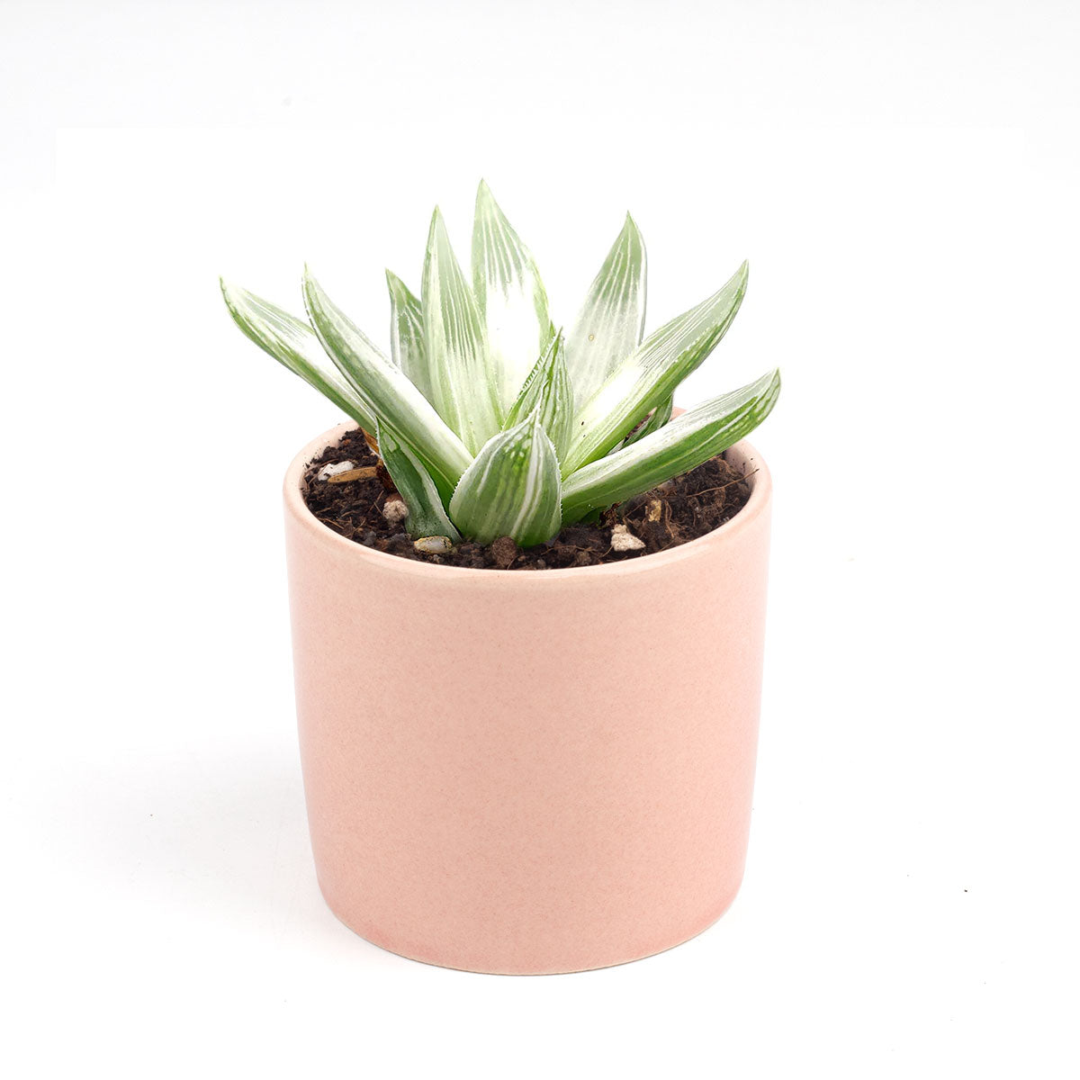Haworthia cooperi variegata, succulent care, succulent care guide, succulents store in CA, Succulents, succulents shop in California, Rare succulents, succulent plant, cactus, Haworthia cooperi variegata in California, How to grow Haworthia cooperi variegata. indoor succulents