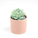 Echeveria Elegans for sale, succulent care guide, monthly succulents, Rare succulents, succulents store in CA, succulent care, succulents garden, Succulents shop near me, Echeveria Elegans in California