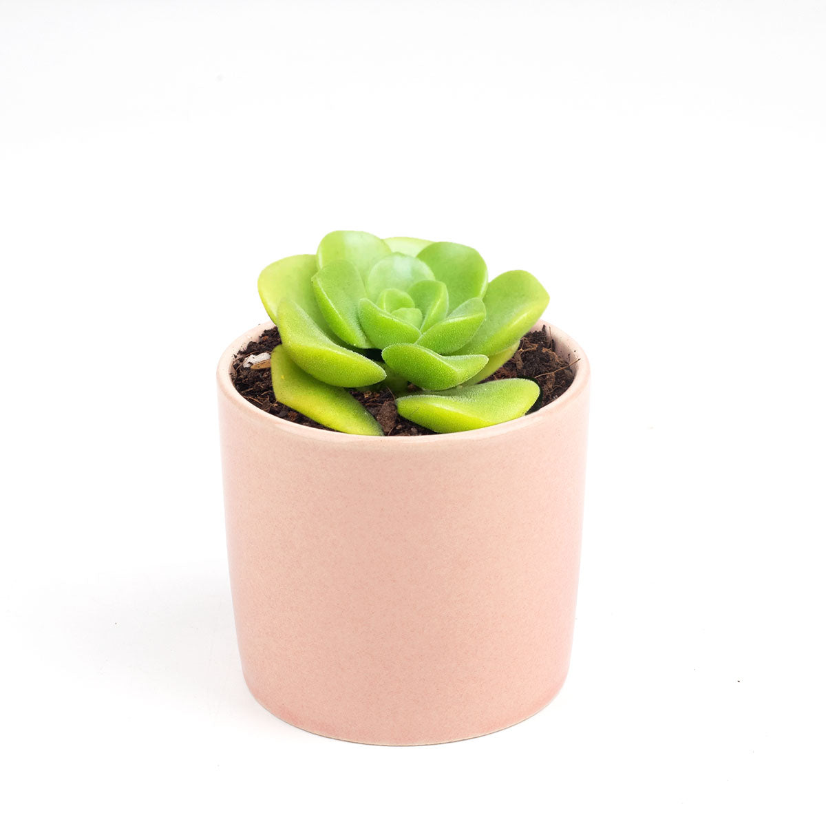 Aeonium Lily Pad, succulent plant, Succulents shop near me, how to grow succulents, monthly succulents, Succulents, succulent care guide, cactus, indoor succulents, Aeonium Lily Pad in California, How to grow Aeonium Lily Pad