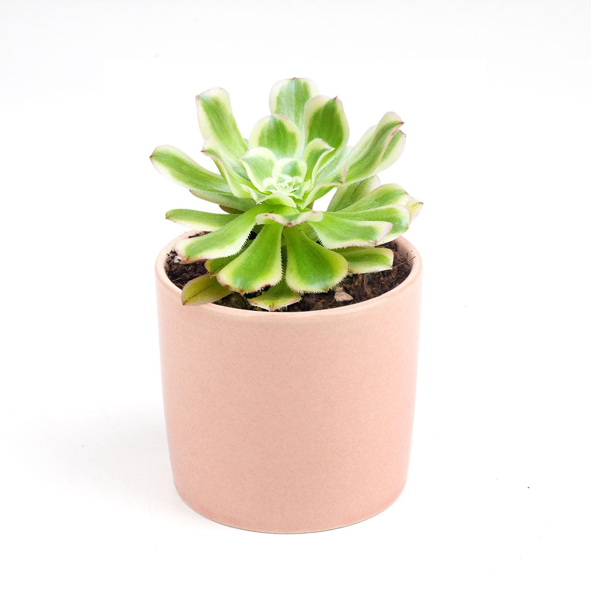 Aeonium Arboreum Luteovariegatum, succulents shop in California, Rare succulents, succulents store in CA, succulent care, monthly succulents, indoor succulents, how to grow succulents, Succulents shop near me, Aeonium Arboreum Luteovariegatum in California, How to grow Aeonium Arboreum Luteovariegatum